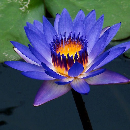 'Tina' Glowing Blue Lotus Flower #tinawaterlily #bluelotus https://waterlilybear.com/blog/index.html
