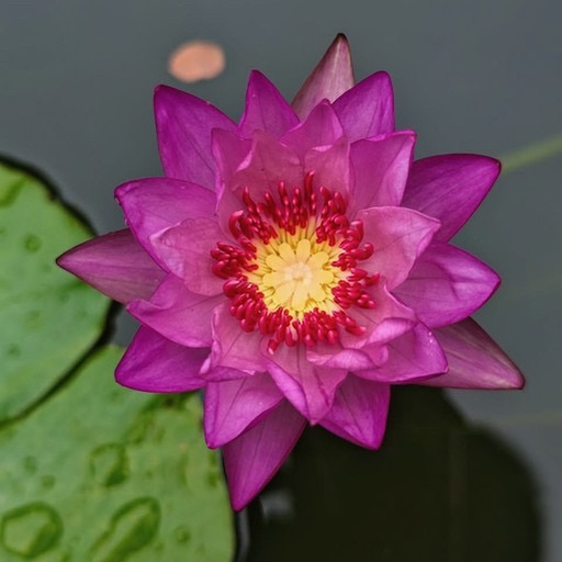 Vibrant Pink Tropical Waterlily Blossom #tropicalplant #tropicallily https://waterlilybear.com/blog/index.html
 