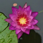 pink-tropical-waterlily.jpg