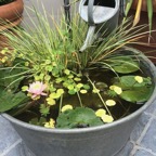 tub-water-garden.jpg