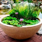 waterlily-tub-garden.jpg