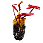 waterlily-tuber.jpg