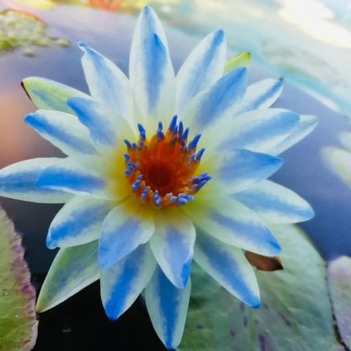 AI Generated White and Blue Waterlily Blossom #lilyflower #waterlilies https://waterlilybear.com/blog/index.html