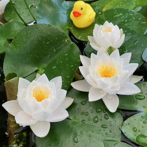 'Siam Jasmine' Pure White Hardy Waterlily #whitelotus #whiteflower #hardywaterlily https://waterlilybear.com/aquatic-plants/hardy-waterlily.html
