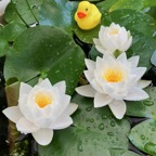 white-hardy-waterlily.jpg
