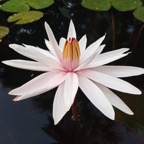 white-night-blooming-waterlily.webp