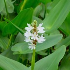 white-pickerel-plant-flower.jpg