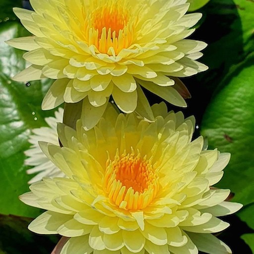 Pom-Pom Mult-Petal Hardy Waterlily Blossoms #pompomflower #doublepetals https://waterlilybear.com/aquatic-plants/hardy-waterlily.html
