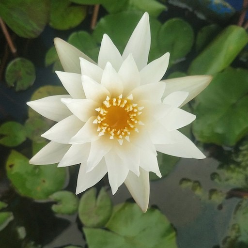 'Innocence' Snow White Tropical Waterlily Flower #whiteflowers #tropicalwaterlily https://waterlilybear.com/blog/index.html
