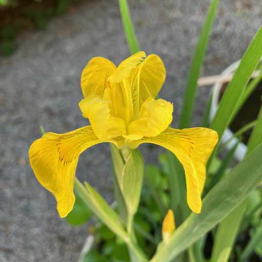 Iris Pseudacorus - European Yellow Flag Water Iris Flower #pseudata #pseudacorus https://waterlilybear.com/aquatic-plants/marginal-plants.html
