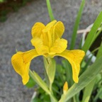yellow-water-iris-pseudacorus.jpg