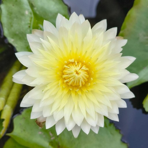 White & Yellow Hybrid Tropical Waterlily #whiteflowers #pondplants https://waterlilybear.com/aquatic-plants/tropical-waterlily.html
