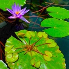 viviparous-waterlily-lilypad.jpg